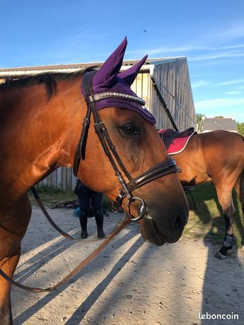 Bride Anglaise En Cuir Marron Pour Cheval Taille Full - Cavesson