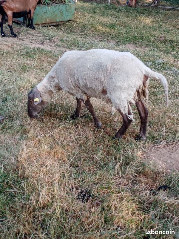 Brebis de 1 an (image 2)