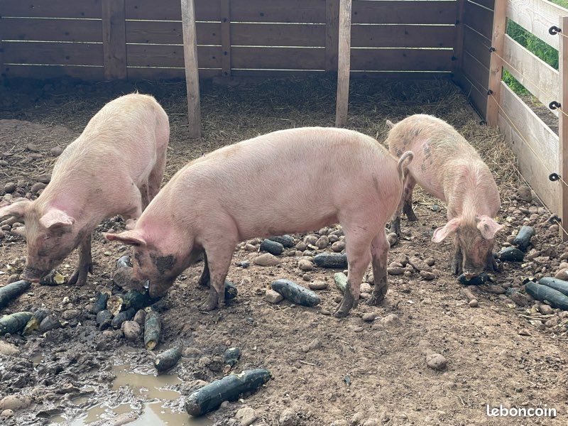 Récupère animaux de la ferme (image 2)
