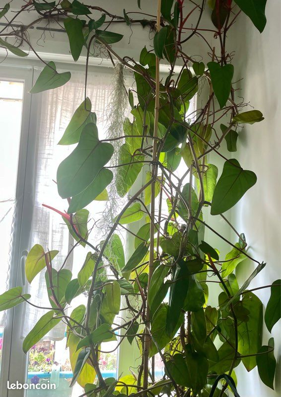 philodendron scandens micans pflege Philodendron Scandens Micans – Foliage Dreams main image 0