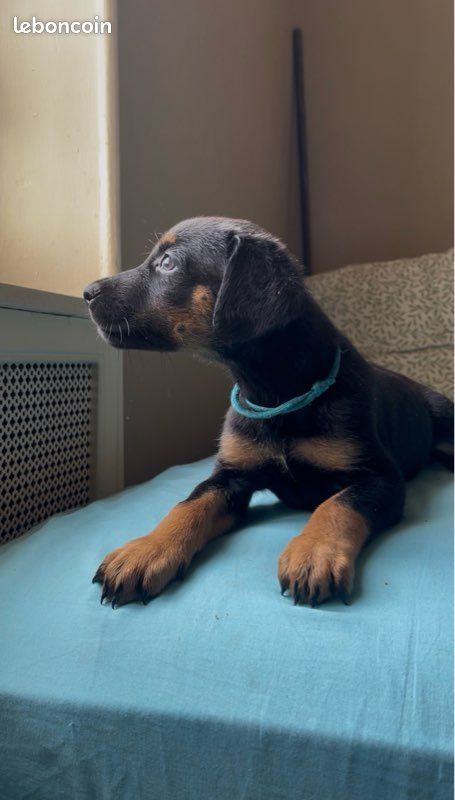 Chiot (image 1)
