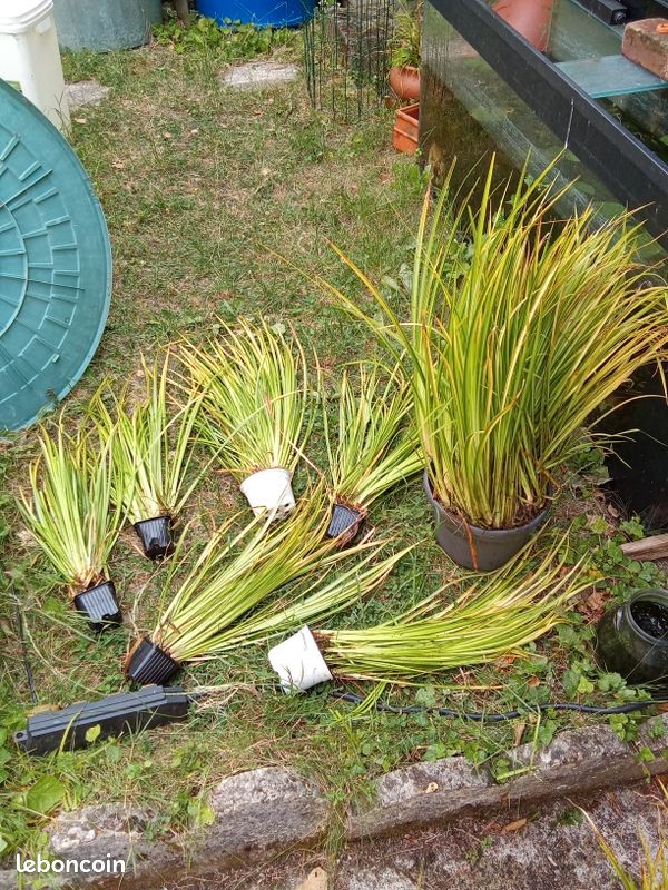 Plantes bassin et aqua (image 3)