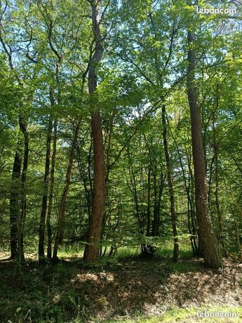 Bois , terrain boisée
