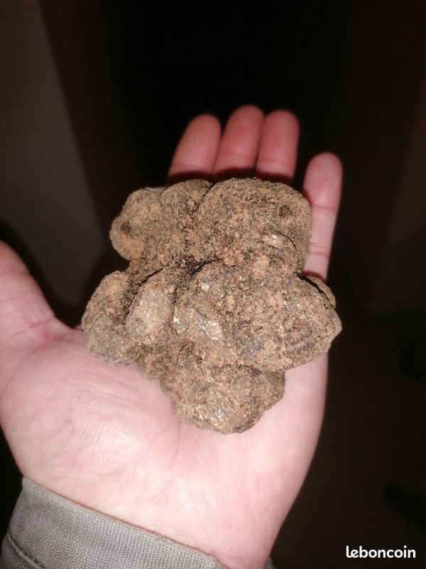 Truffes noires sauvages du Lubéron (image 1)