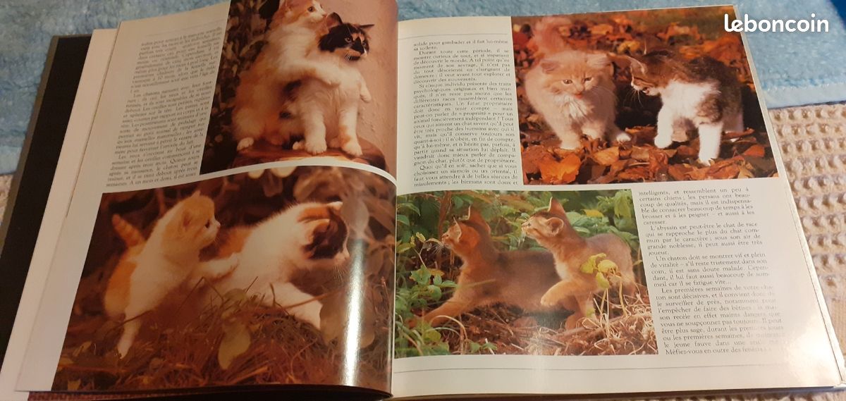 Livre Entre Chats (image 4)
