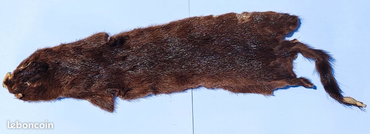 Véritable peau de belette tannée (image 1)