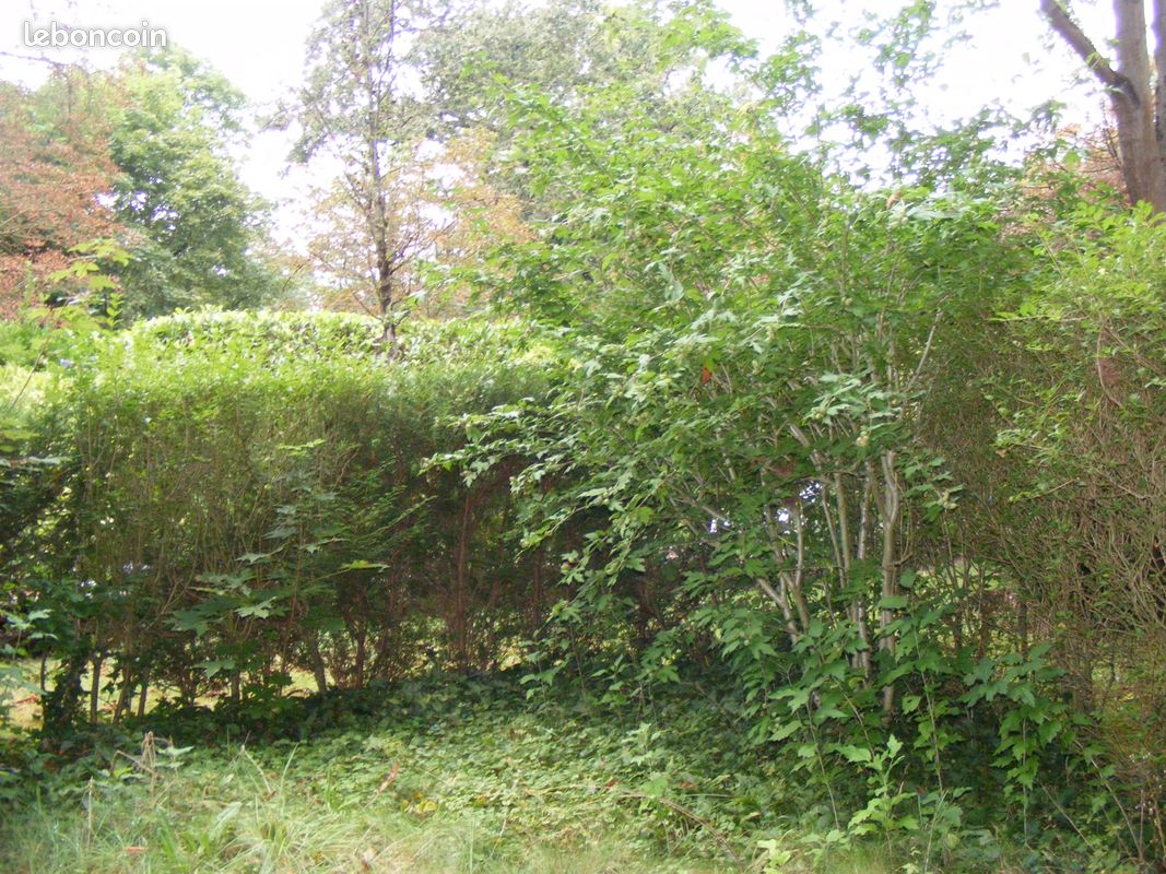 Appartement a louer nogent-sur-marne - 2 pièce(s) - 64 m2 - Surfyn