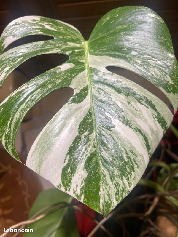 Monstera variegata en lechuza pon tres grande - Jardin & Plantes