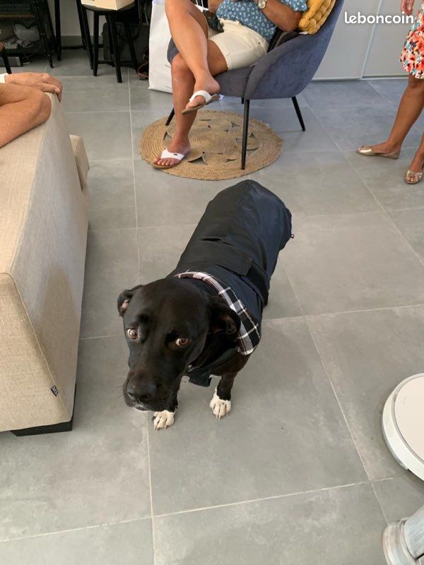 Vêtement pluie chien (image 2)