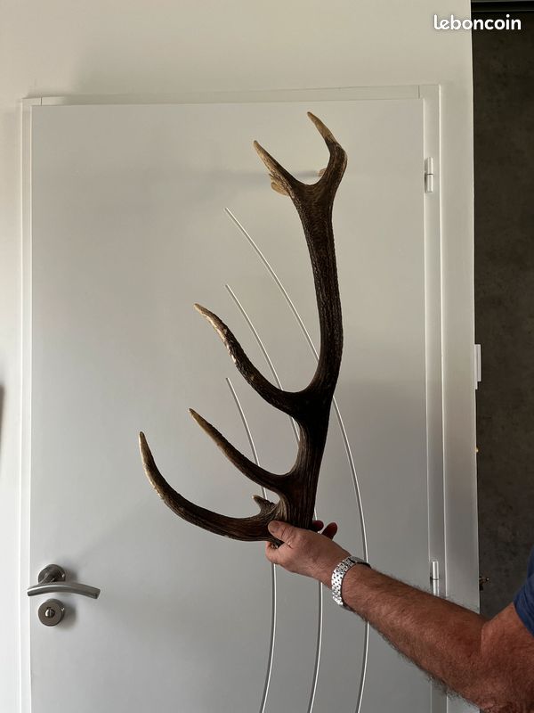 Bois déco grange ou pièces de chasse (image 6)