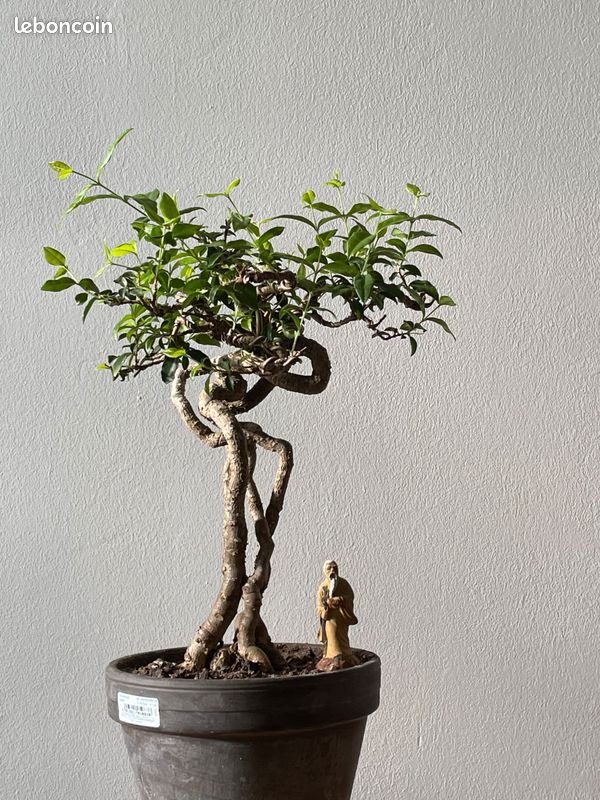 Bonsai Malpighia (image 4)