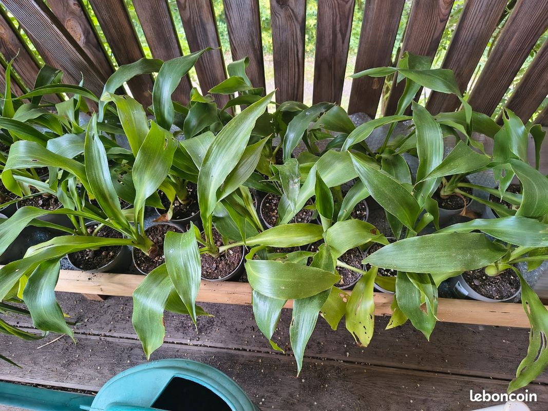 Doryanthes Palmeri - Lys géant - Issu de semis, 4 ans (image 8)