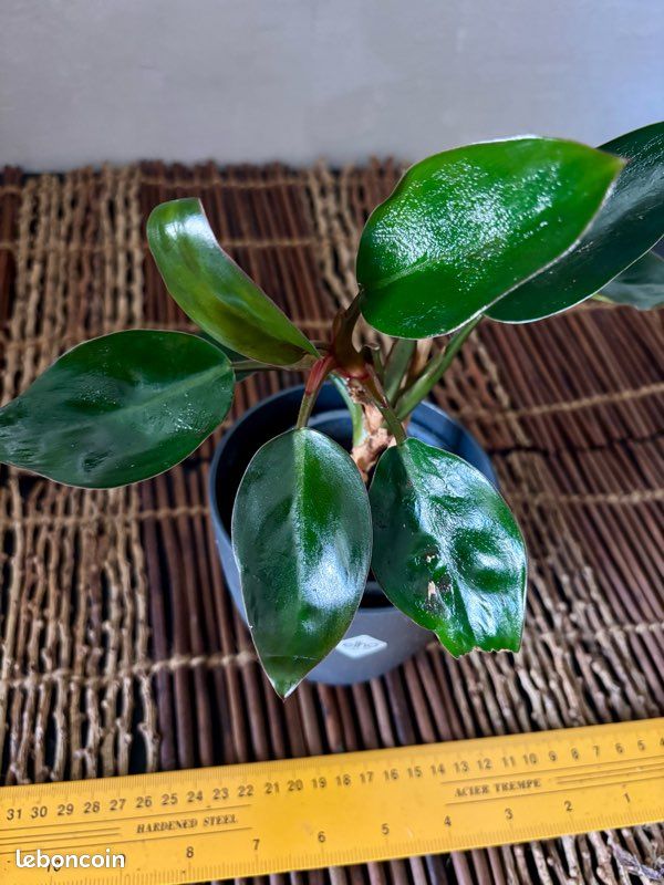 Philodendron Red Ruby 25cm - Jardin & Plantes