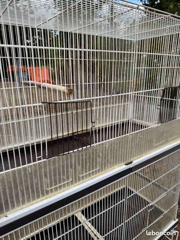 Cage oiseaux (image 2)