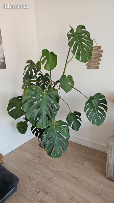 Très belle monstera de 1m15 à vendre (image 1)
