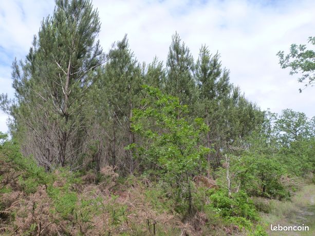 Parcelle forestière de 4,7 hectares – Saint-Julien-d'Armagnac (Landes)