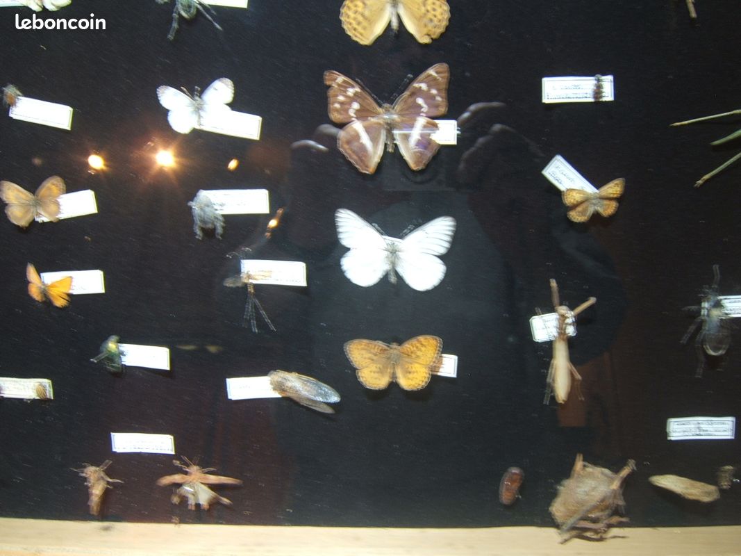 Vitrine présentant des insectes naturalisés des Vosges (image 4)