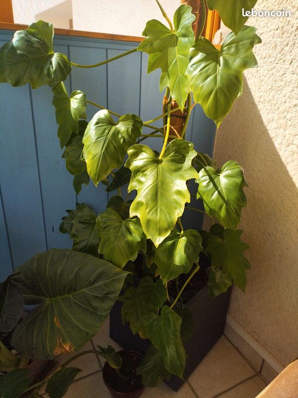 Bouture de Philodendron lacerum - Jardin & Plantes