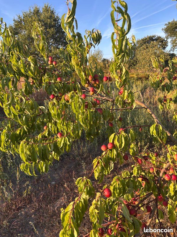 Terrain de loisirs : beau verger, jardin et serre potagère · à Mégrit · 14 000 €