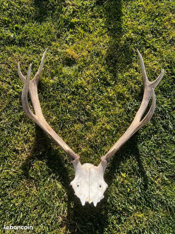 Bois déco grange ou pièces de chasse (image 1)