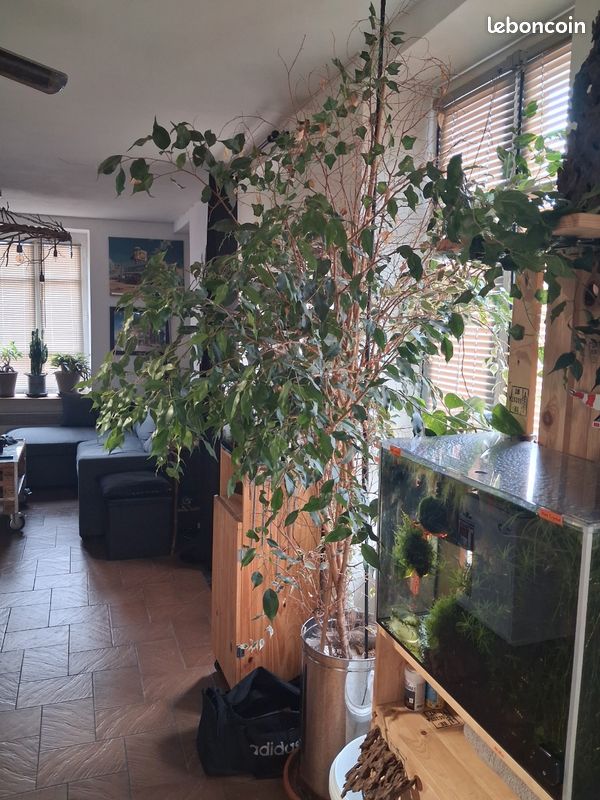 Ficus (image 5)
