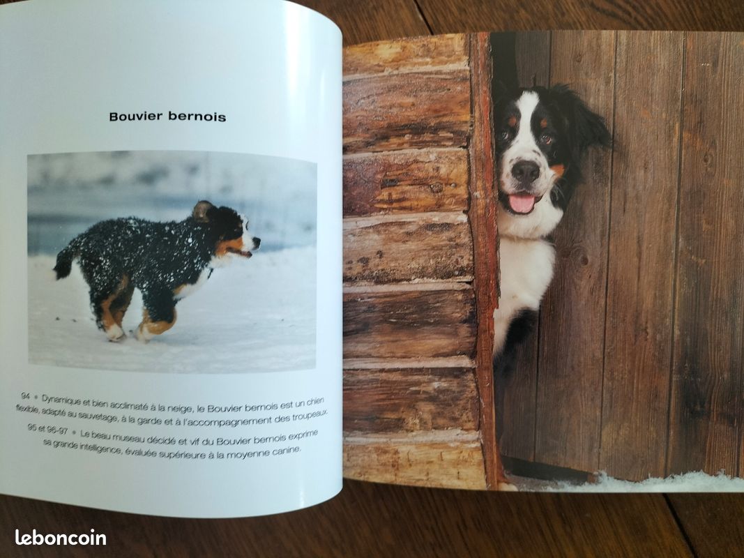 Livre Cube Les Chiens (image 4)