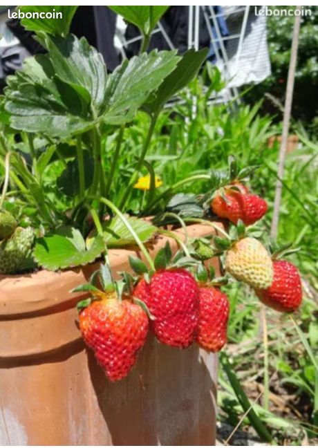 Fraisiers 'Gariguette' : barquette de 10 plants (image 1)