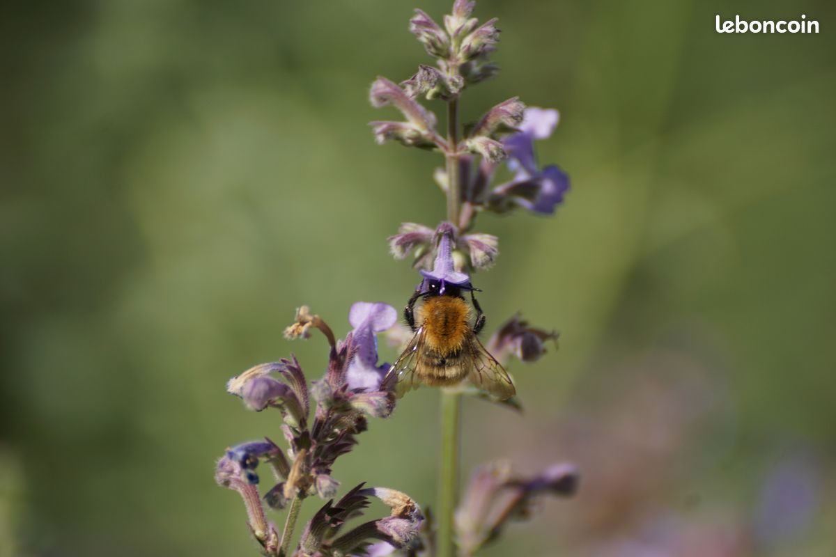 Objectif Minolta AF 100 mm f/2.8 Macro (monture SONY A) (image 8)