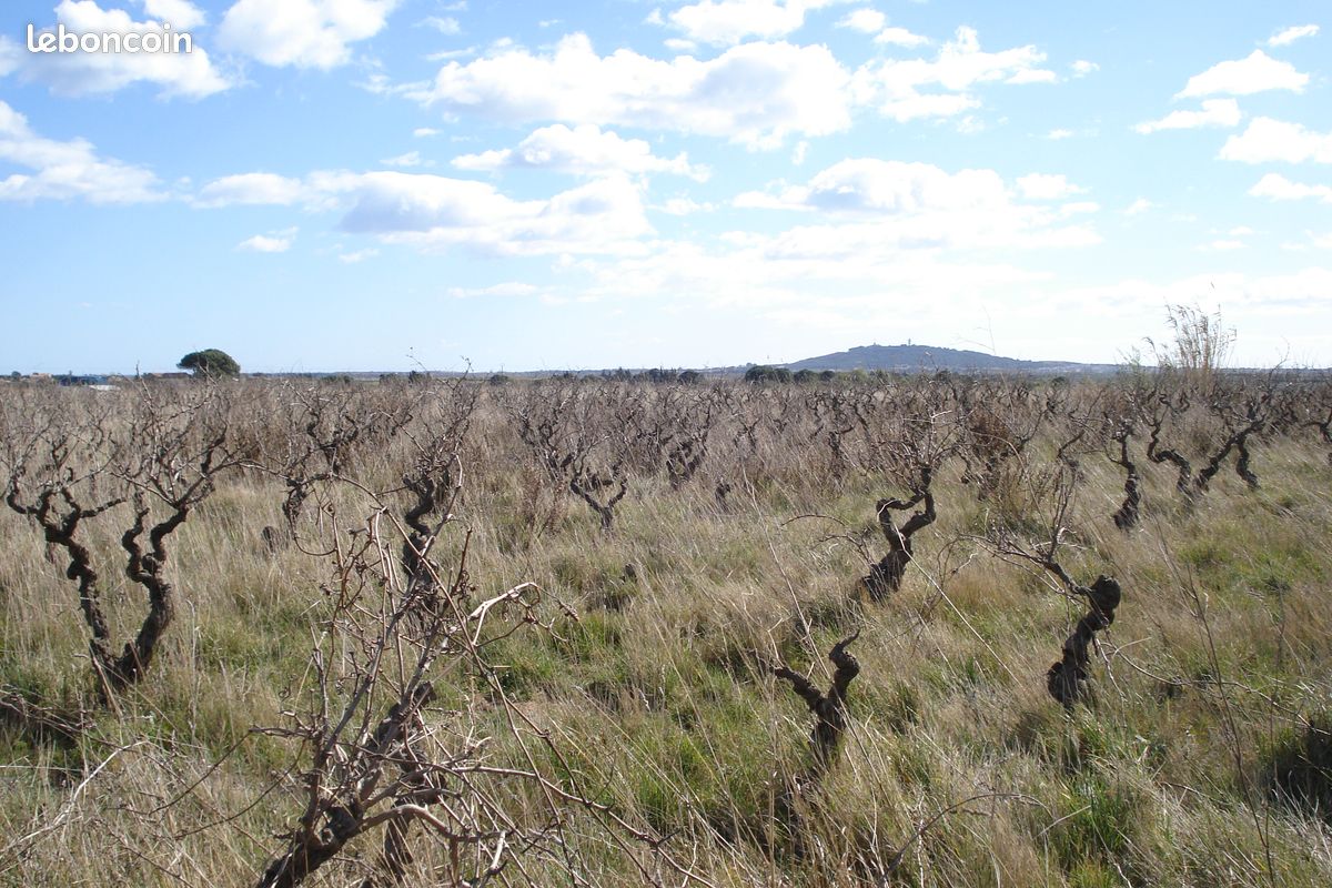 Champ agricole · à Marseillan · 15 000 €