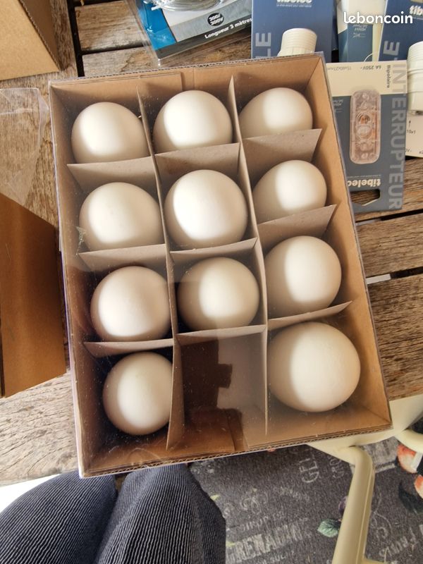 Oeufs d'oies vides pour déco, loisirs créatifs (image 1)