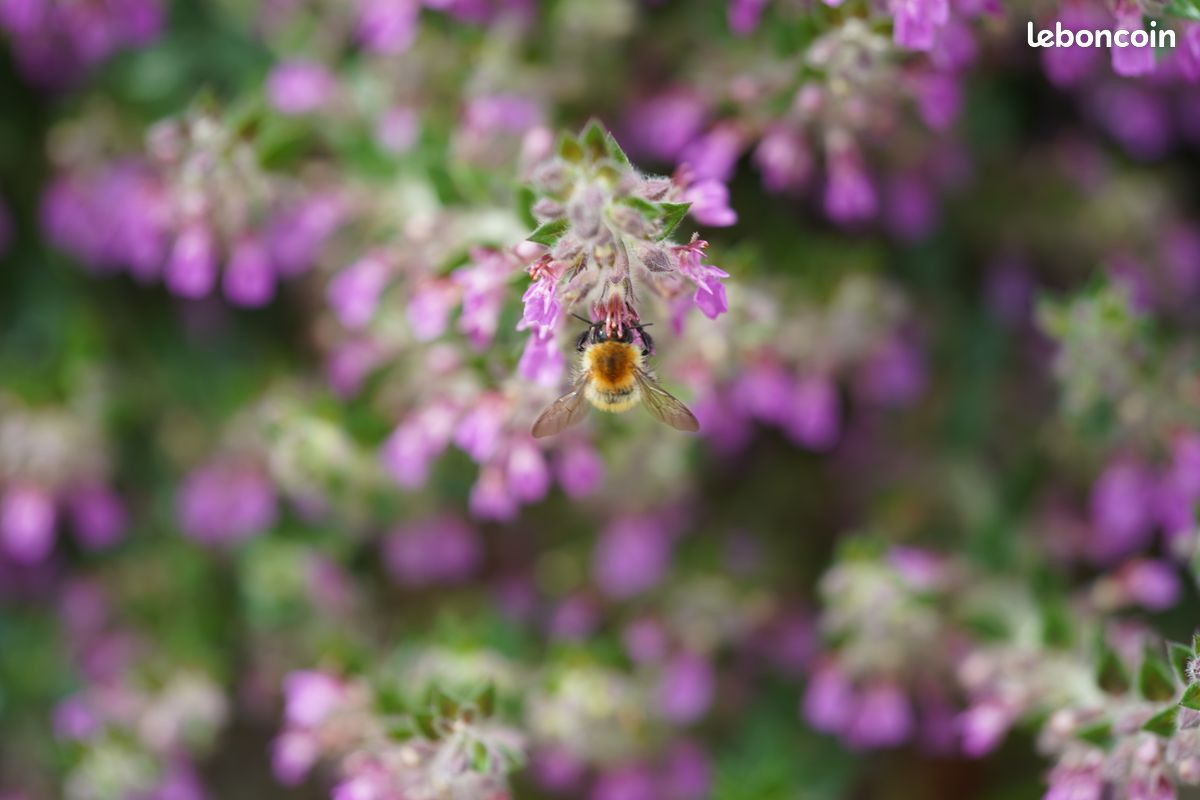 Objectif Minolta AF 100 mm f/2.8 Macro (monture SONY A) (image 15)
