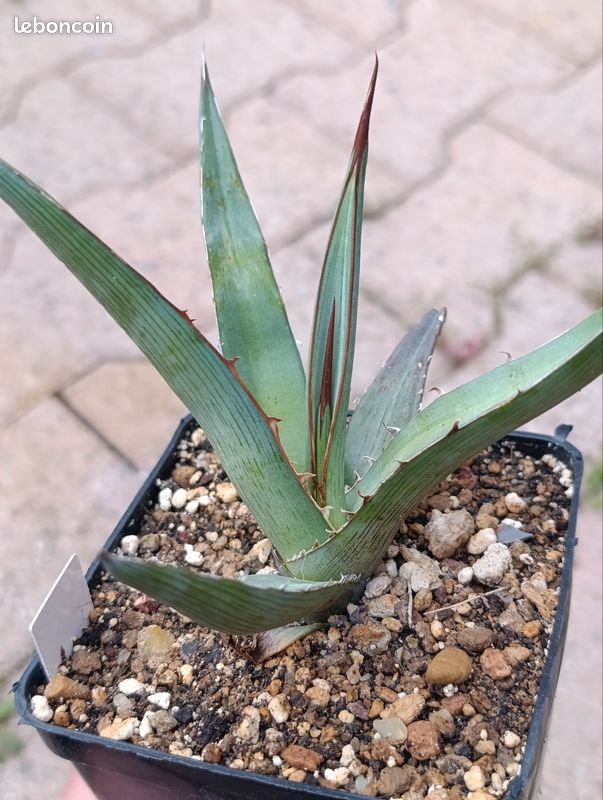 Agave albomarginata, rustique  -12C - Jardin & Plantes