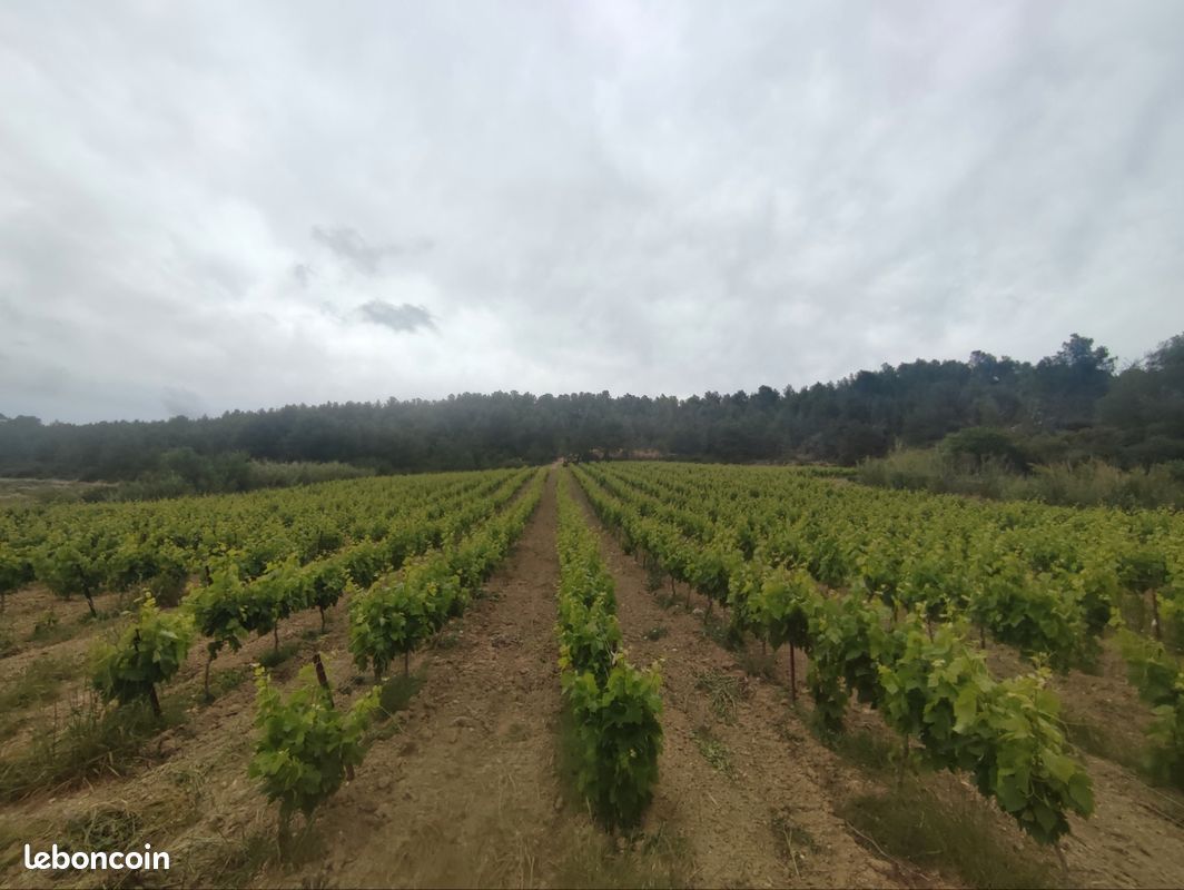Carignan noir 0, 82 hect · à Roquefort-des-Corbières · 12 000 €