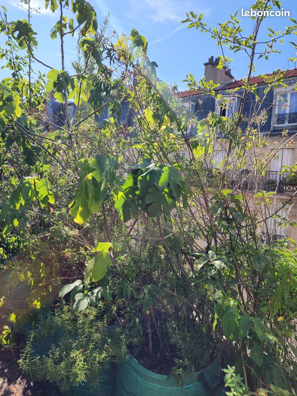 Arbres fruitiers et plantes aromatiques, de 15 à 40 en fonction de la taille (image 12)