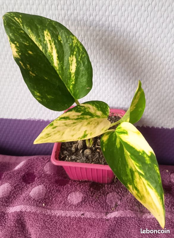 Pothos golden 5 (image 1)