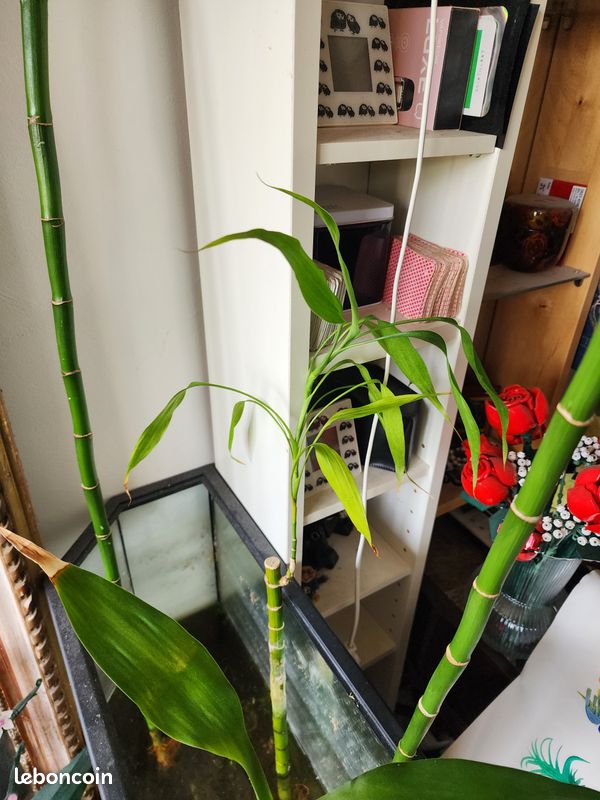 Grand Lucky Bamboo (Bambou porte-bonheur) 128 cm (image 19)