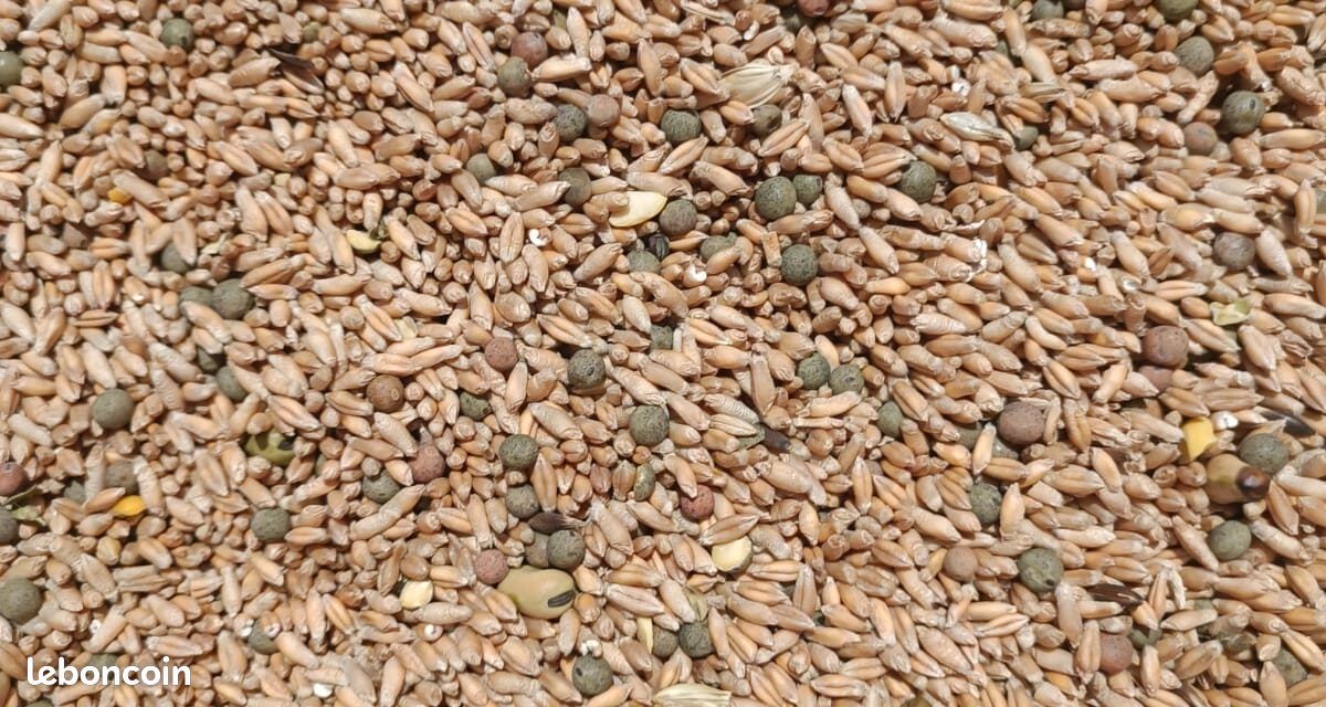 Triticale Pois (image 1)