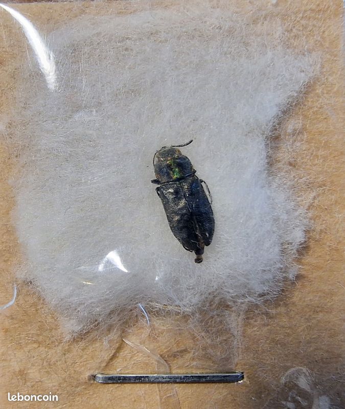 Coléoptère Entomologie Anthaxia hyrcana (Iran) Buprestidae (image 1)