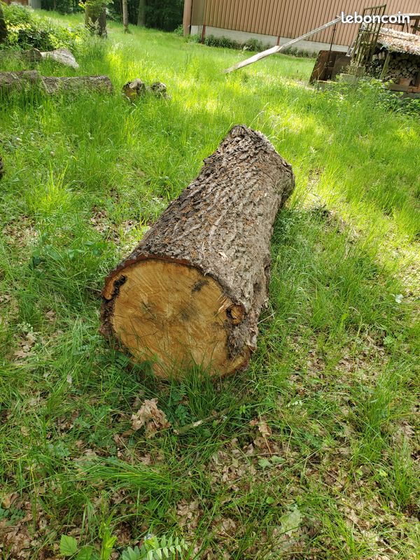 Petite grume chêne pour poutres ou planches (image 1)