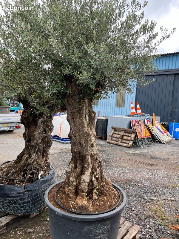 Oliviers Olea Europaea (image 3)