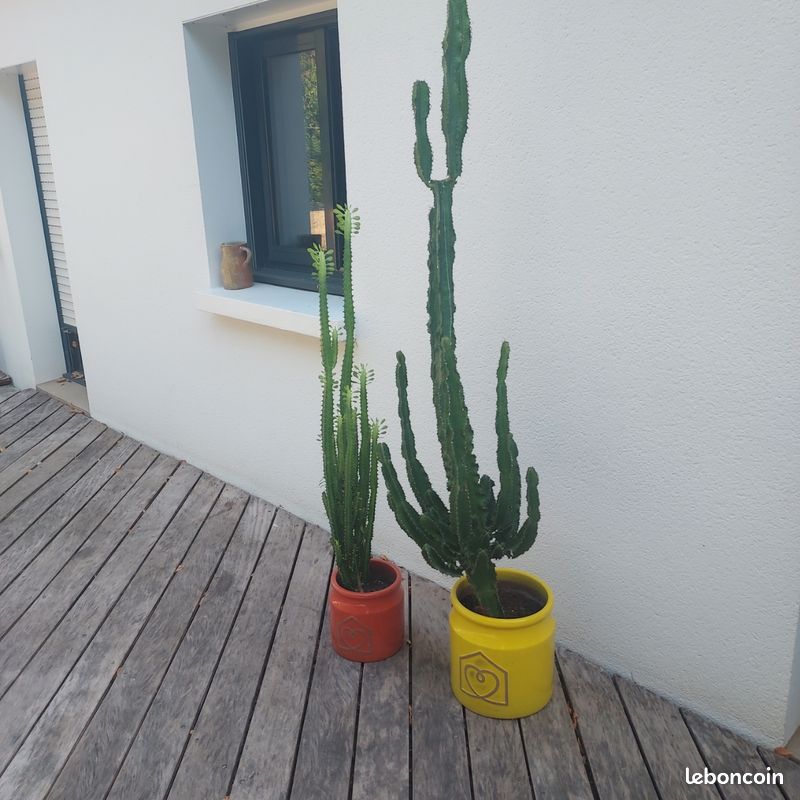 2 plantes grasses avec leurs pots neufs en gres (image 3)