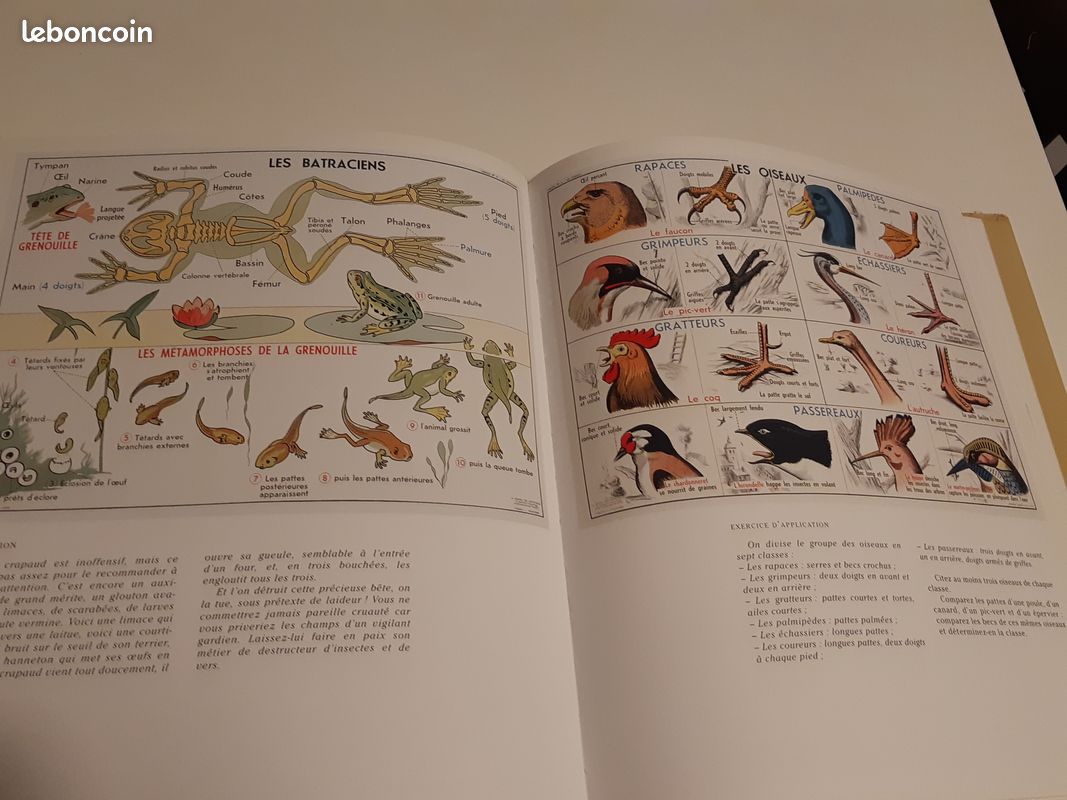 Sur les murs de la classe (image 3)