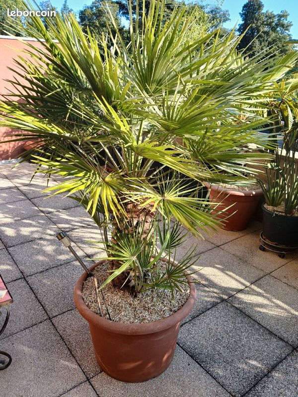 Palmier chamaerops humilis (image 1)