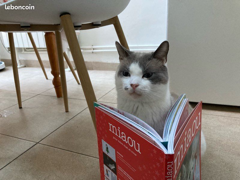 Livres miaou (2)😻 (image 10)