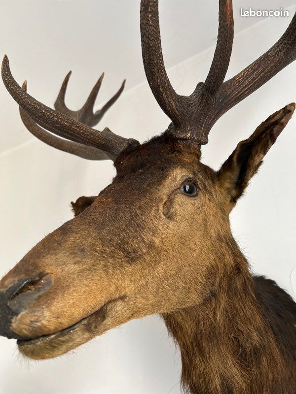 Trophée de chasse (image 4)