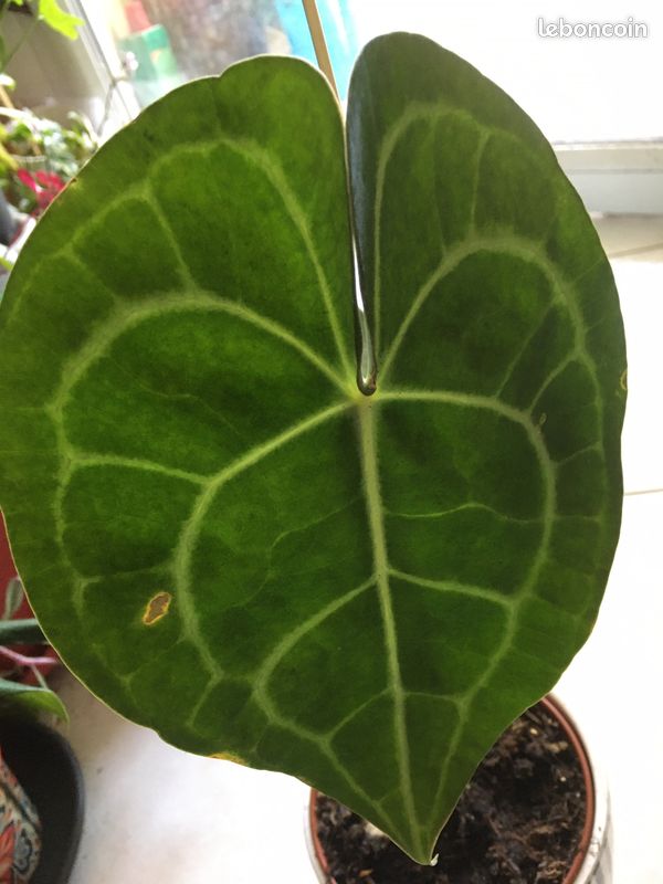 Diffenbachia Reflector, antharim clavernium, philo Micans (image 2)