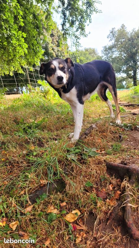 Chienne Border Collie retraité (image 4)