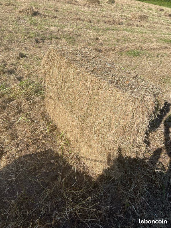 Foin pour jardin (image 2)
