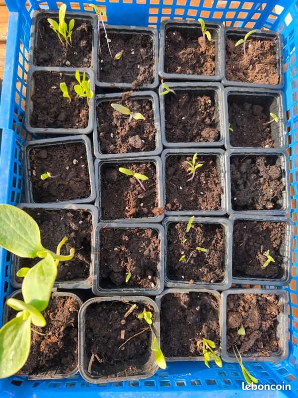 Pied de tomate fleur annuelle et légume variété ancienne à réserver (image 3)