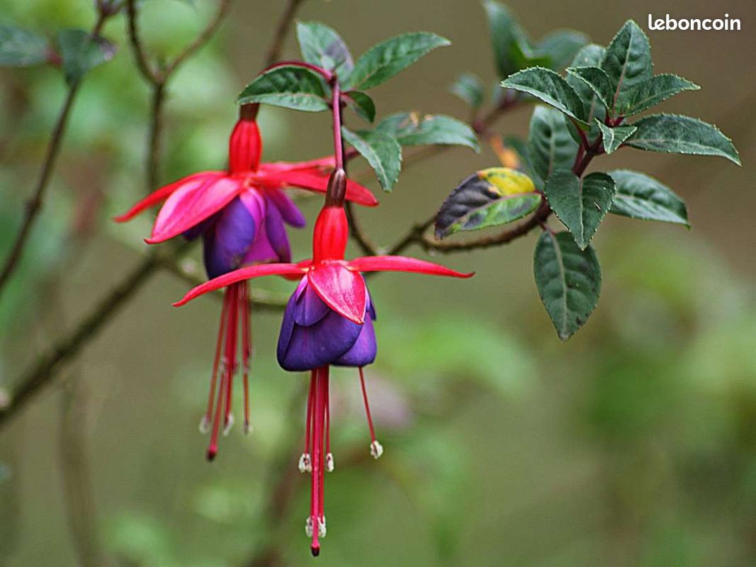 Murier, groseillers rouge à maquereaux, figuier, fleurs... (image 6)